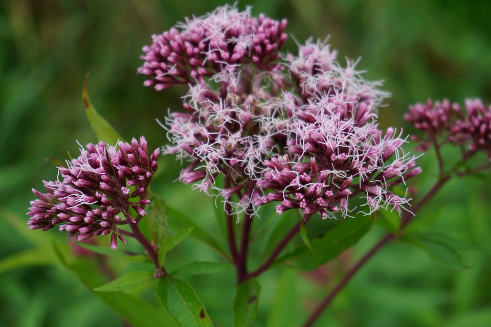 Eupatorium cannabium (Moerasspiraea)